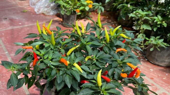 Trồng ớt đừng chỉ tưới nước lã, dùng thứ này để ớt sai trĩu cành, quả nào cũng to