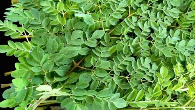 Loại rau phá hủy hơn 90% tế bào u;ng t;h;ư trong vòng 48h mà người Việt cứ ngỡ là rau dại mọc đầy đường
