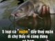5 loại cá “ngậm” đầy thuỷ ngân, đi chợ thấy rẻ cũng đừng có ham