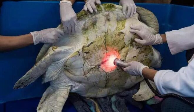Chú rùa nuôi trong chùa 35 năm đột ngột qua đời: Bác sĩ ch-ết lặng khi mổ bụng con vật