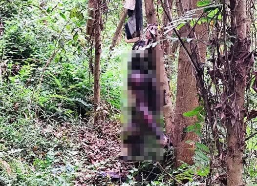 Đi rẫy phát chồi keo, 2 nông dân tá hỏa phát hiện …. ngồi tựa gốc cây ở Gia Lai