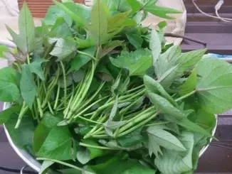 Ba không khi ăn rau lang