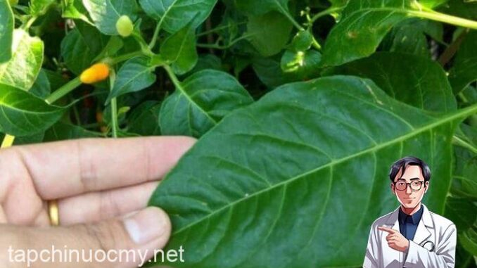Loại lá chứa kho canxi, dưỡng gan bổ mắt, mọc đầy vườn, nhiều người không biết chỉ nhổ bỏ