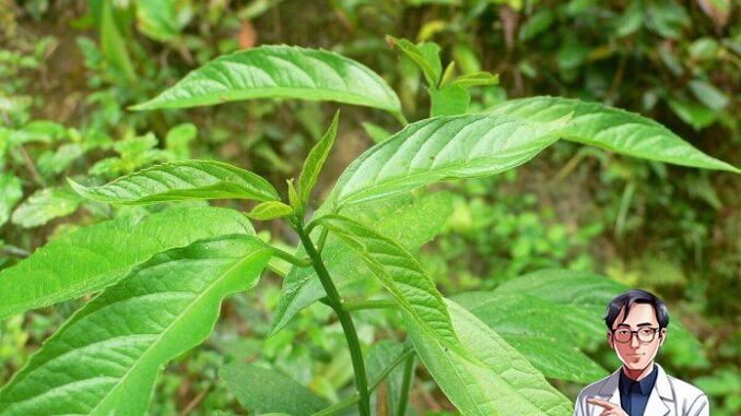 Vừa làm rau vừa làm thuốc, Cây bọ mẩy có tác dụng gì?