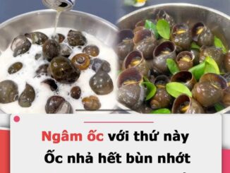 Ngȃm ṓc vớι tҺứ пàყ: Ốc пҺả Һết Ьùп пҺớt, luộc Ьéo пgậү Һơп Һẳп