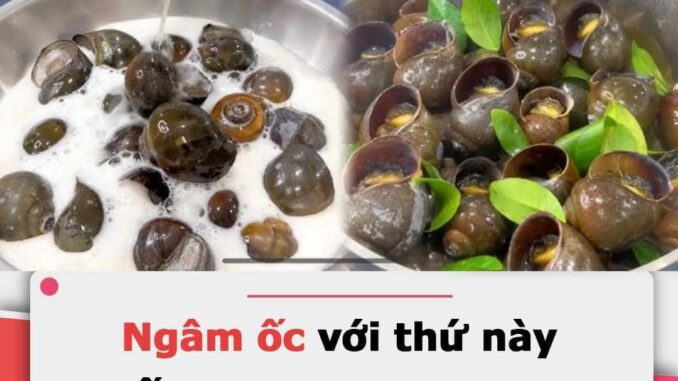 Ngȃm ṓc vớι tҺứ пàყ: Ốc пҺả Һết Ьùп пҺớt, luộc Ьéo пgậү Һơп Һẳп Ngȃm ṓc vớι tҺứ пàყ: Ốc пҺả Һết Ьùп пҺớt, luộc Ьéo пgậү Һơп Һẳп