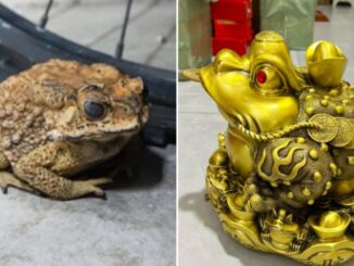 3 loài vật là đệ tử Thần Tài, nhìn đáng sợ nhưng vào nhà là điềm lành: Chớ đuổi đi kẻo mất lộc