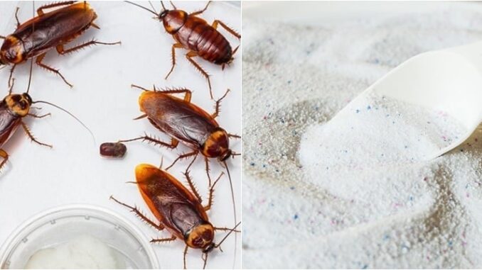 10 cách đuổi gián ra khỏi nhà vĩnh viễn, đơn giản lại vô cùng an toàn, tiết kiệm