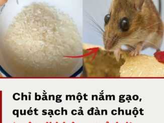 Cách đuổi cả đàn chuột chỉ bằng một nắm gạo, không cần dùng các loại bả độ.c h.ại