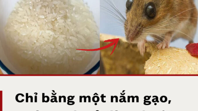 Cách đuổi cả đàn chuột chỉ bằng một nắm gạo, không cần dùng các loại bả độ.c h.ại Cách đuổi cả đàn chuột chỉ bằng một nắm gạo, không cần dùng các loại bả độ.c h.ại