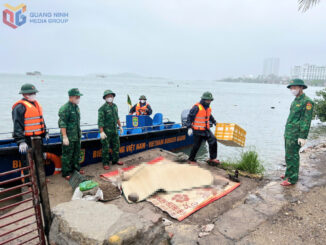 Tiếp tục phát hiện 1 t;;hit;;he nam giới ở Vịnh Hạ Long: to cao, khoảng gần 40 tuổi, mặc quần soóc, áo phông màu xám….