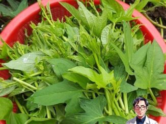 Loại rau tốt ngang “tiên dược”, là kẻ thù của ung thư: Mọc đầy ngoài vườn, nhiều người không biết mà ăn