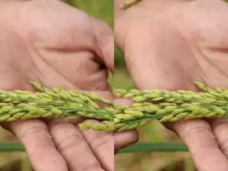 Các nhà khoa học Liên bang Nga tìm ra phương pháp mới tạo giống lúa năng suất cao