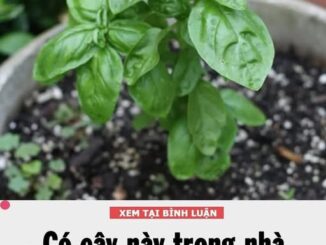 Vì sao nhà rộng hay hẹp bạn cũng cần trồng ít nhất 1 cây húng quế?