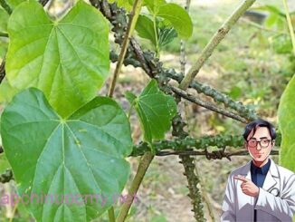 Dây thần thông và những tác dụng điều trị bệnh tuyệt vời