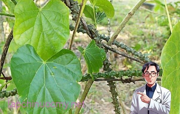 Dây thần thông và những tác dụng điều trị bệnh tuyệt vời