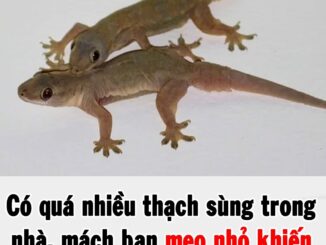 Có quá nhiều thạch sùng trong nhà, mách bạn mẹo nhỏ khiến chúng ‘một đi không trở lại’