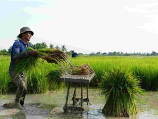 Giá đền bù đất trồng lúa năm 2025 là bao nhiêu?