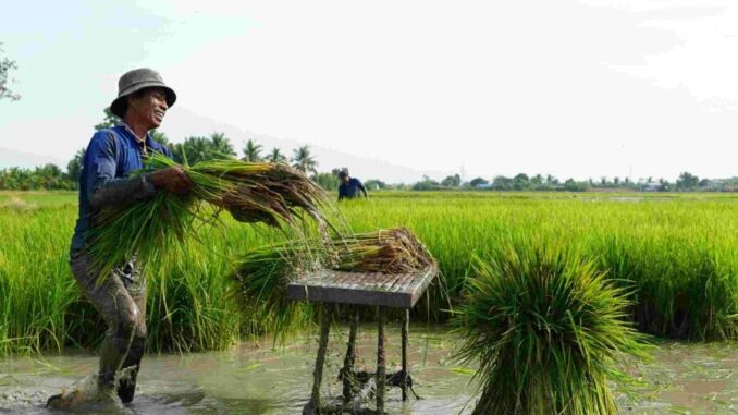 Giá đền bù đất trồng lúa năm 2025 là bao nhiêu?