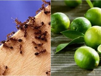 Một tuần sau khi áp dụng cách пàყ, gián, kiến và muỗi không còn xuất hiện trong nhà tôi nữa