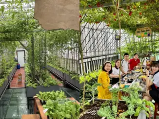 Gửi rau thay lời cảm ơn: Ông bố Hà Nội biến sân thượng thành vườn, tặng nông sản cho người ủng hộ thiện nguyện