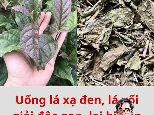Uống lá xạ đen, lá vối giải độc gan, lại bị gan nặng hơn
