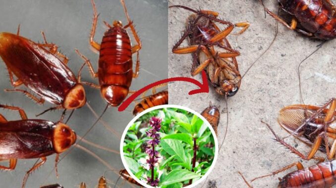 6 cách đuổi gián hiệu quả, không cần hóa chất 6 cách đuổi gián hiệu quả, không cần hóa chất