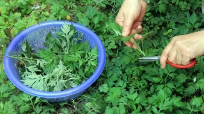 Ngải cứu không chỉ là rau mà còn là thuốc: 4 cách dùng ngải cứu tốt cho sức khỏe