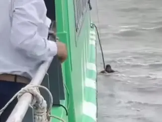 Người đàn ông may mắn được tàu cứu sống sau hơn 6 tiếng trôi lênh đênh trên biển: Phút sinh tử của ngư dân may mắn