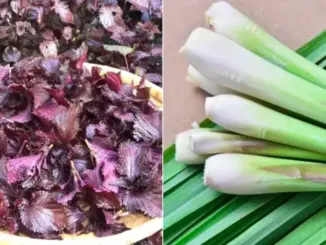 Nấu nước lá tía tô thêm vài nhánh sả, cơ thể nhận được 7 lợi ích tuyệt vời này