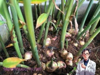 Mẹo trồng Gừng tại nhà cho củ to mập, ăn quanh năm không hết