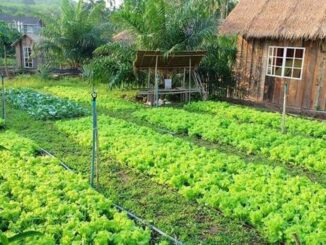 Ai chưa chuyển đất vườn tạp sang đất ở thì làm ngay vì hiện nay không m:ất 1 đồng