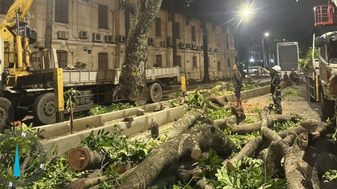 Hà Nội chặt hạ, dịch chuyển cây xanh ở đường Hùng Vương để mở rộng quảng trường Ba Đình Hà Nội chặt hạ, dịch chuyển cây xanh ở đường Hùng Vương để mở rộng quảng trường Ba Đình