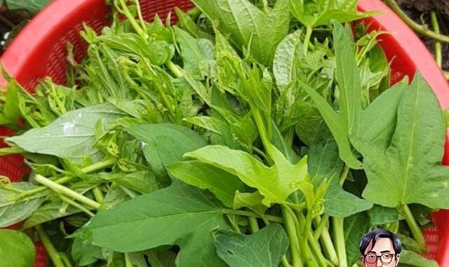 Loại rau tốt ngang “tiên dược”, là kẻ thù của ung thư: Mọc đầy ngoài vườn, nhiều người không biết mà ăn