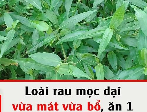 Loài rau mọc dại xưa nghèo mới ăn hóa ra vừa mát vừa bổ, ăn 1 lần nhớ cả đời