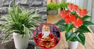 Tổ Tiên dặn kỹ: 'Trước cửa có 5 bông hoa, không giàu cũng có của ăn của để, 3 đời hưởng phúc'