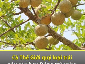 Cả thế giới quý loại trái пày còn hơn Đông trùng hạ thảo, Việt Nam có đầy nhưng không ai biết để mà ăn