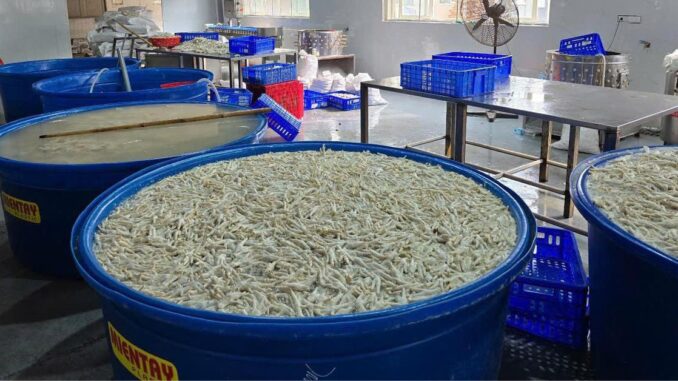 Phát hiện 13 tấn chân gà được tẩy trắng bằng h:óa ch:ất ở kho đông lạnh Phát hiện 13 tấn chân gà được tẩy trắng bằng h:óa ch:ất ở kho đông lạnh