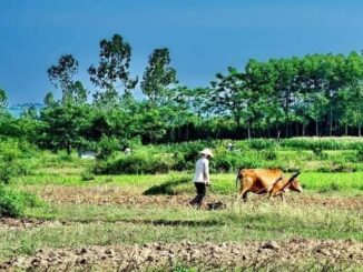 Giá đền bù khi thu hồi đất nông nghiệp sắp tăng rất cao