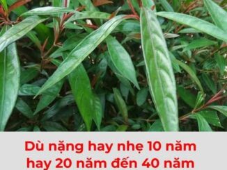 Top 5 loại lá cây chữa đau thượng vị hiệu quả nhất