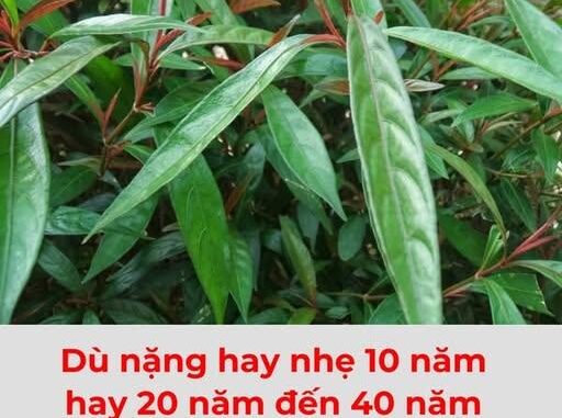 Top 5 loại lá cây chữa đau thượng vị hiệu quả nhất