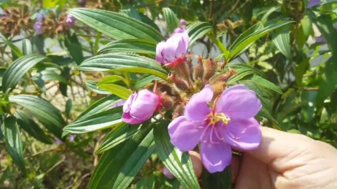 10 bài thuố c tiêu sưng, giảm đau từ cây mua