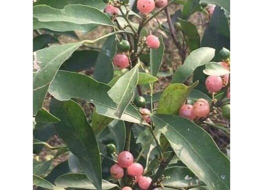Bưởi bung và tác dụng chữa bệnh của Bưởi bung – Thuốc Dân Tộc