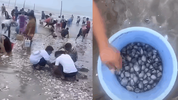 Người dân Trung Quốc thi nhau nhặt hải sản sau bão Wipha Người dân Trung Quốc thi nhau nhặt hải sản sau bão Wipha