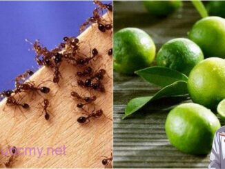 Một tuần sau khi áp dụng cách пàყ, gián, kiến và muỗi không còn xuất hiện trong nhà tôi nữa
