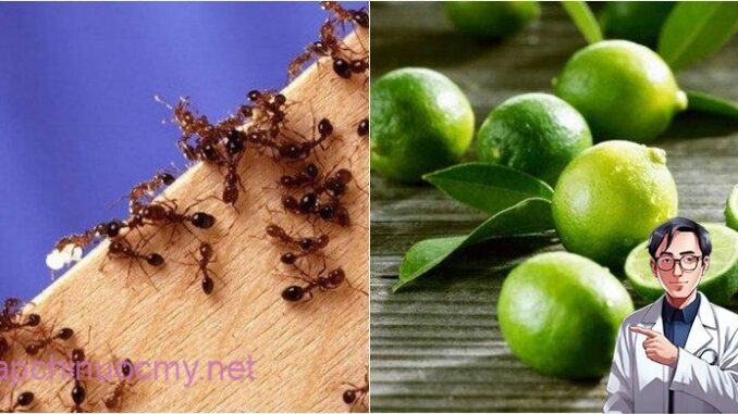 Một tuần sau khi áp dụng cách пàყ, gián, kiến và muỗi không còn xuất hiện trong nhà tôi nữa