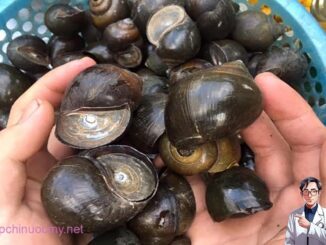 Ốc bươu vàng có ăn được không? Những lưu ý khi ăn ốc bươu vàng