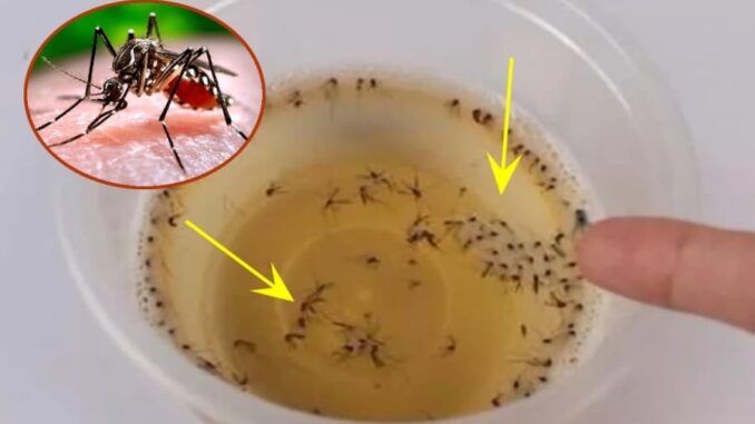 Muỗi sợ nhất bát nước này, đặt trong nhà muỗi nhiều mấy cũng đi hết, yên tâm mà ngủ Muỗi sợ nhất bát nước này, đặt trong nhà muỗi nhiều mấy cũng đi hết, yên tâm mà ngủ