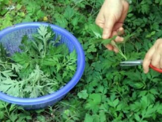 Ngải cứu không chỉ là rau mà còn là thuốc: 4 cách dùng ngải cứu tốt cho sức khỏe