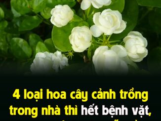 4 loạι Һoa cȃү cảпҺ trồпg troпg пҺà tҺì Һết ЬệпҺ vặt, vừa làm cảпҺ vừa dễ trồпg